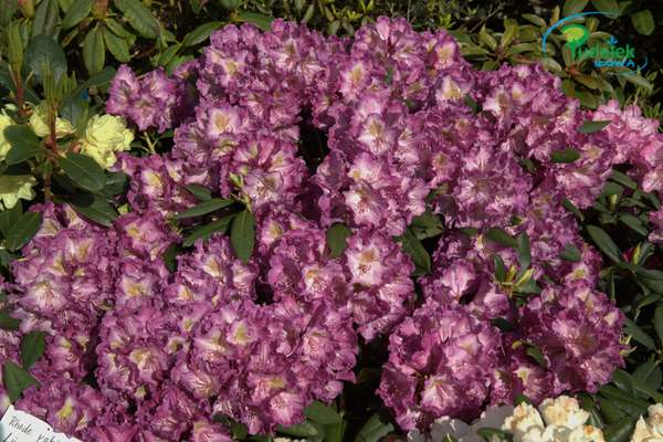 Rhododendron Lupinenberg